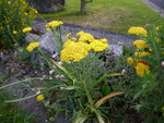 Achillea tomentosa_Teppich-Schafgarbe_07.06.2020.JPG