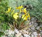 sisyrinchium macrocarpum_Großfrüchtige Binsenlilie_2_07.06.2020.jpg