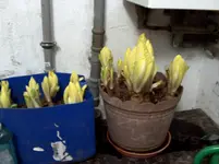 HPIM4238[1].webp