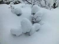 DSCF4517 (2).webp DSCF4517 (2).webp