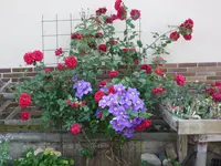 Rose _Musimara_+ Clematis_General Sikorski_10.06.2018.webp