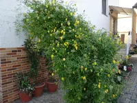 Clematis Tangutica 22.09.2017.webp
