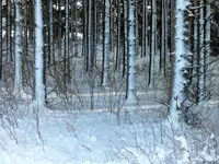 DSCF4529 (2).webp DSCF4529 (2).webp