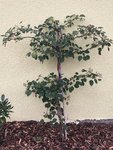Hydrangea_petiolaris_ 2020-10.jpg