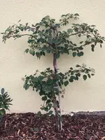 Hydrangea_petiolaris_ 2020-10.jpg
