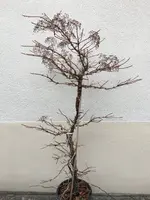 Hydrangea_petiolaris_2020-02.jpg