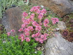 Sempervivum_Rote Fee_Spinnweb Naturfund benannt von Martin Haberer_11.06.2020.JPG