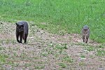 IMG_7756 v (2).JPG