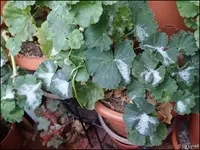 c061.webp