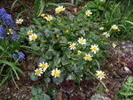 Ranunculus ficaria_Coppernob_01.05.2020.JPG