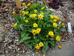 Ranunculus ficaria_Colarette_19.04.2020.JPG
