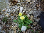 Ranunculus ficaria_Randal s White_10.04.2020.JPG