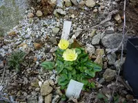 Ranunculus ficaria_Randal s White_10.04.2020.webp