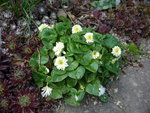 Ranunculus ficaria_Wisley Double White_01.05.2020.JPG