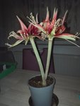 IMG_20210117_173841.jpg
