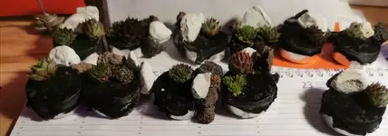 IMG_20210118_181704.webp IMG_20210118_181704.webp