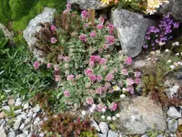 anthyllis montana rubra_10.05.2020.webp