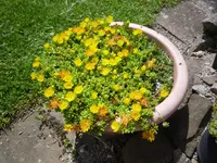 Delosperma nubigenum_30.05.2020.webp