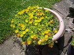 Delosperma nubigenum_30.05.2020.JPG