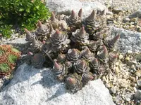Orostachys iwarenge 13.09.09.jpg