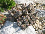 Orostachys iwarenge 13.09.09.jpg