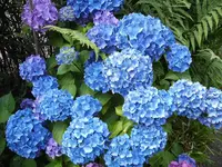 Hortensien_Juli09.JPG Hortensien_Juli09.JPG