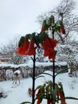 DSCF4543 (2).JPG