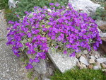 Aubrieta Hybride _Silberrand_ - Weißbuntes Blaukissen_01.05.2020.JPG