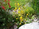 Calceolaria biflora_Pantoffelblume_30.05.2020.JPG