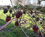 Himbeeren 2021_01_20 P1160408.JPG