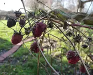 Himbeeren 2021_01_20 P1160408.JPG