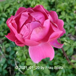 Rose rot 2021_01_20 P1160410.JPG