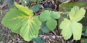 unbekannt 2021_01_20 P1160414.JPG