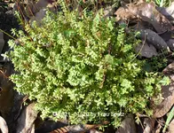 unbekannt 2021_01_21 P1160403.JPG