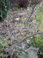 P1020433.webp