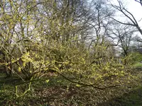 P1020459Zaubernuss.webp
