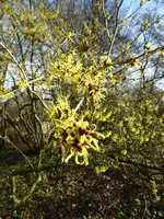 P1020460Zaubernuss.webp