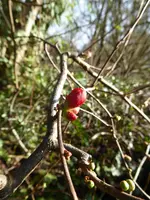 P1020462Scheinquitte.webp