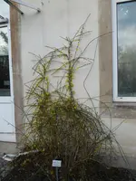 P1020463Winterjasmin.webp