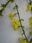 P1020464Winterjasmin.JPG