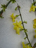 P1020464Winterjasmin.webp