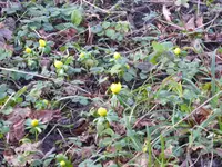 P1020465Winterlinge.webp