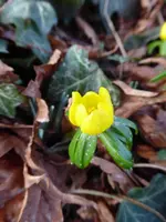 P1020467Winterlinge.webp