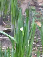 P1020470Sommerknotenblume.webp