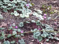 P1020474Vorfrühlingsalpenveilchen.webp