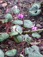 P1020475Vorfrühlingsalpenveilchen.webp