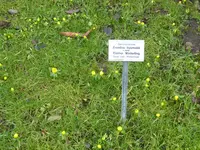 P1020477Winterlinge.webp