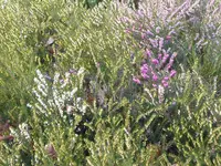 P1020479Heidekraut.webp