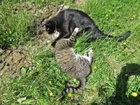 IMG_7887 - Copy.webp