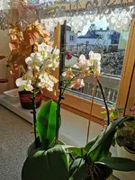 IMG_20210125_144715.webp